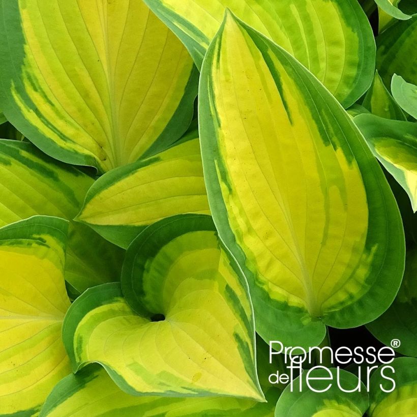 Hosta Orange Marmelade - Hartlelie (Blad)