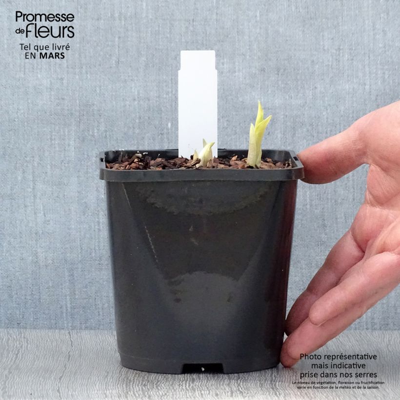 Exemplaar van Hosta Orange Marmelade - Hartlelie Pot van 1,5 l/2 l zoals geleverd in de lente