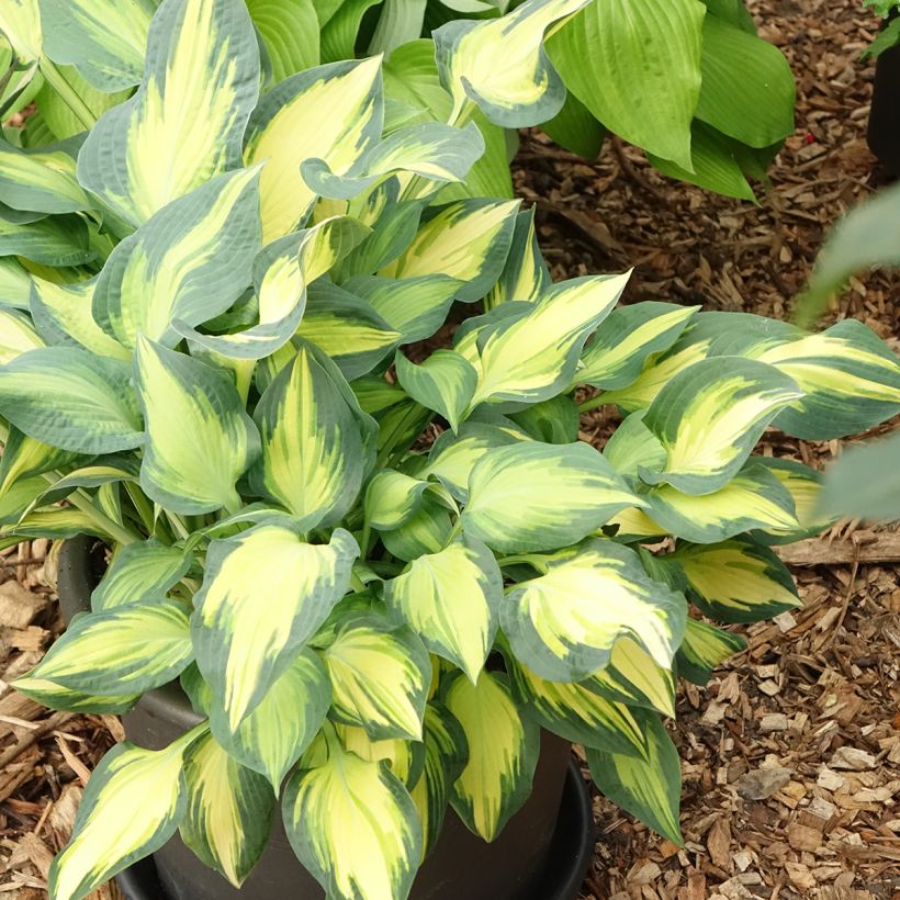 Hosta Orange Marmelade - Hartlelie (Groeiplaats)