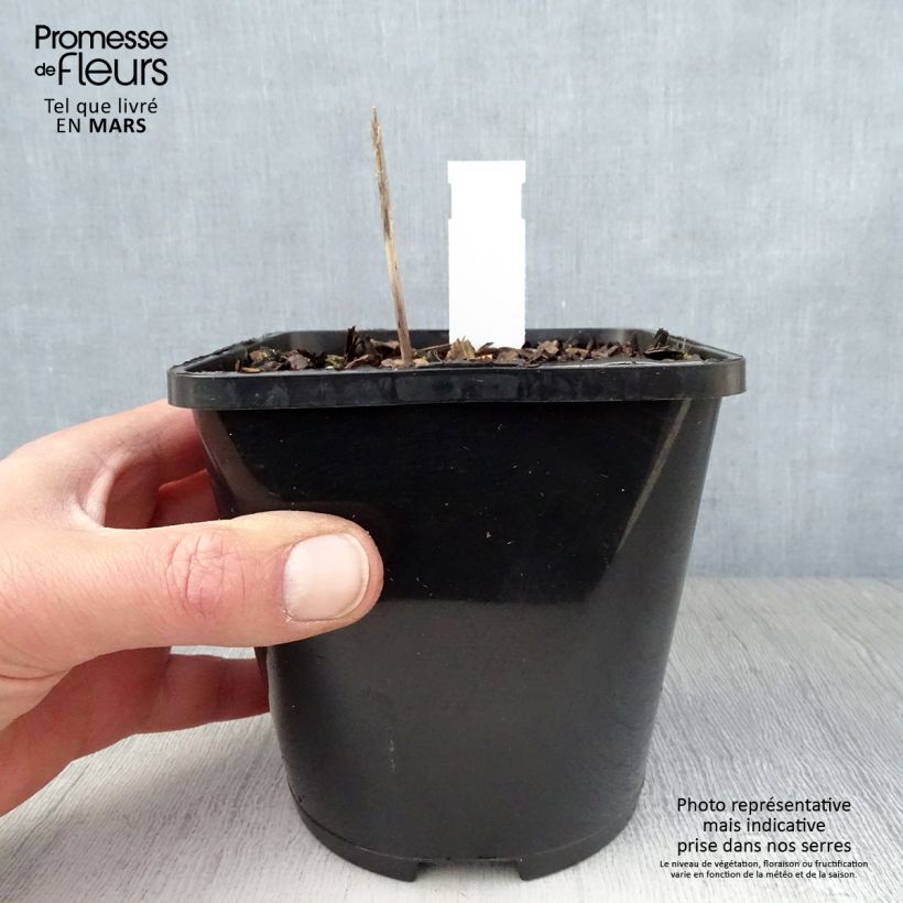 Exemplaar van Hosta Orange Star - Hartlelie Pot van 1,5 l/2 l zoals geleverd in de lente