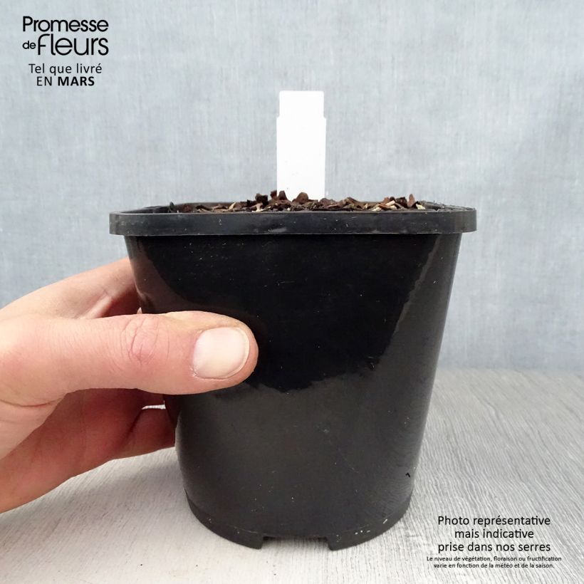 Exemplaar van Hosta Orion's Belt - Hartlelie Pot van 1,5 l/2 l zoals geleverd in de lente