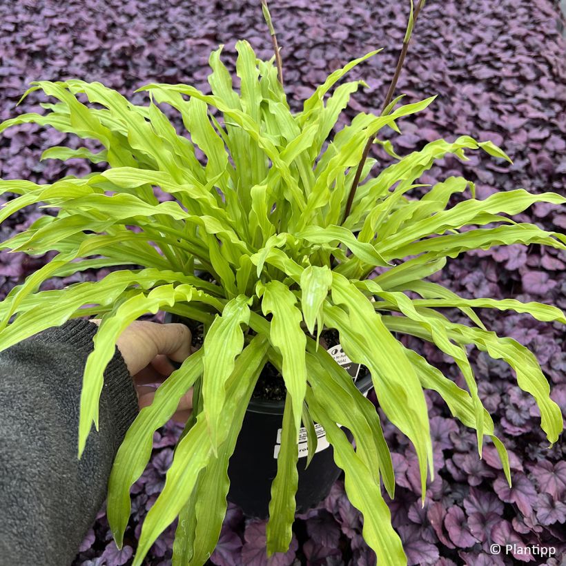 Hosta Party Streamers - Hartlelie (Blad)