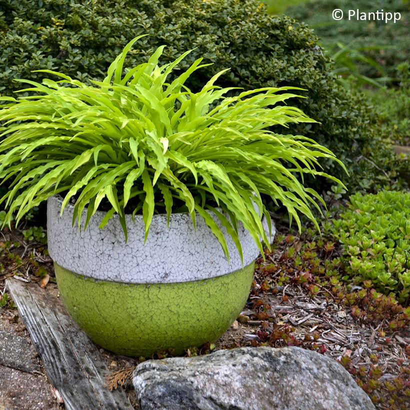 Hosta Party Streamers - Hartlelie (Groeiplaats)