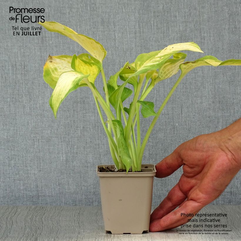 Exemplaar van Hosta Paul s Glory - Hartlelie Kweekpotje van 8/9 cm zoals geleverd in de zomer