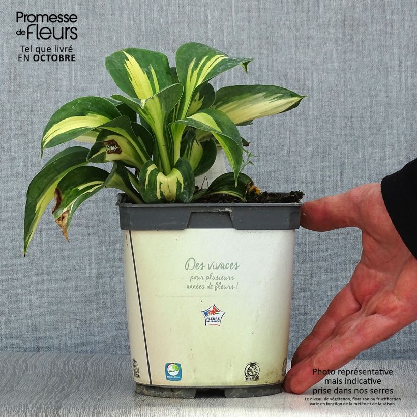 Exemplaar van Hosta Paul s Glory - Hartlelie Pot van 2 l/3 l zoals geleverd in de herfst