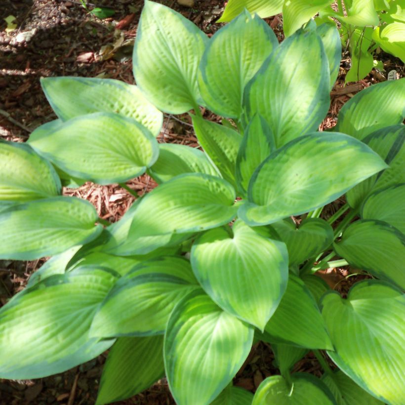 Hosta Paul s Glory - Hartlelie (Groeiplaats)