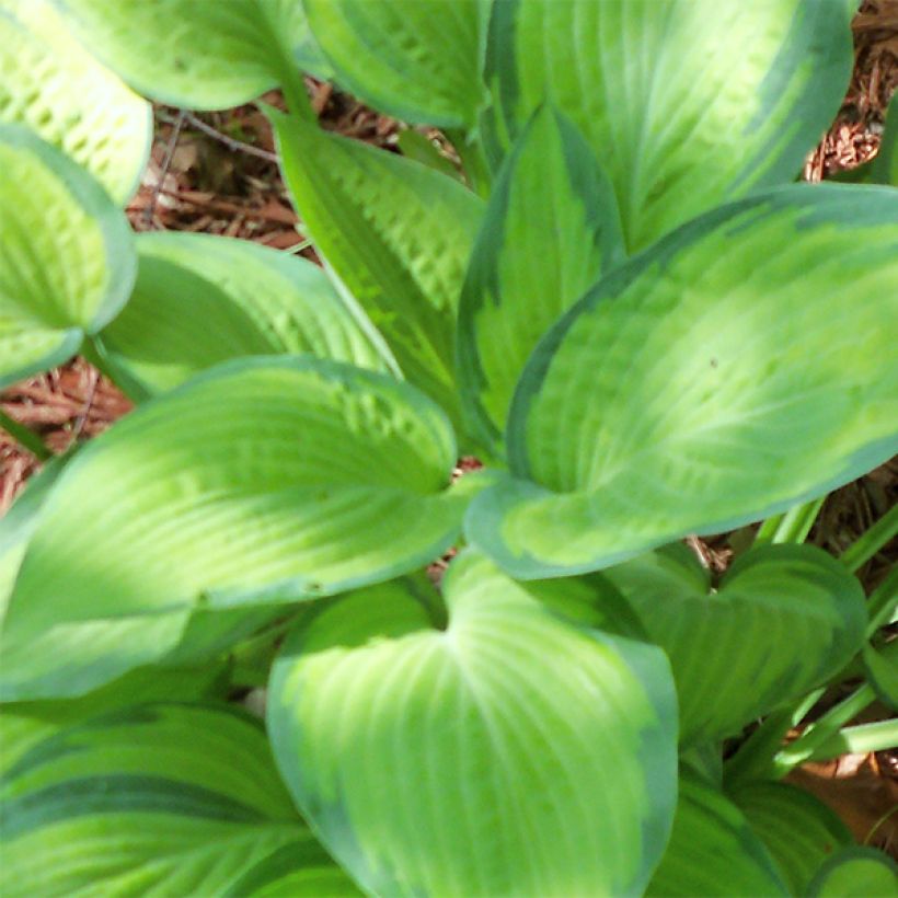 Hosta Paul s Glory - Hartlelie (Blad)