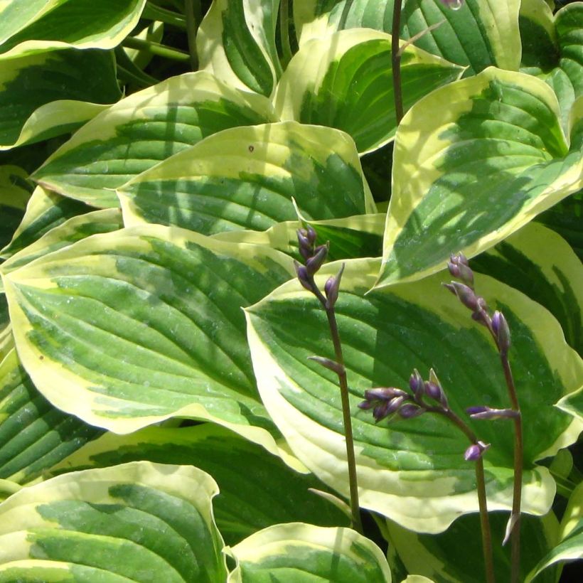 Hosta Pilgrim - Hartlelie (Blad)