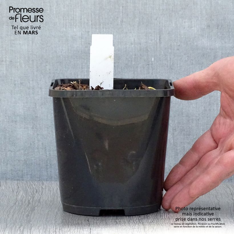 Exemplaar van Hosta Pin Up - Hartlelie Pot van 1,5 l/2 l zoals geleverd in de lente