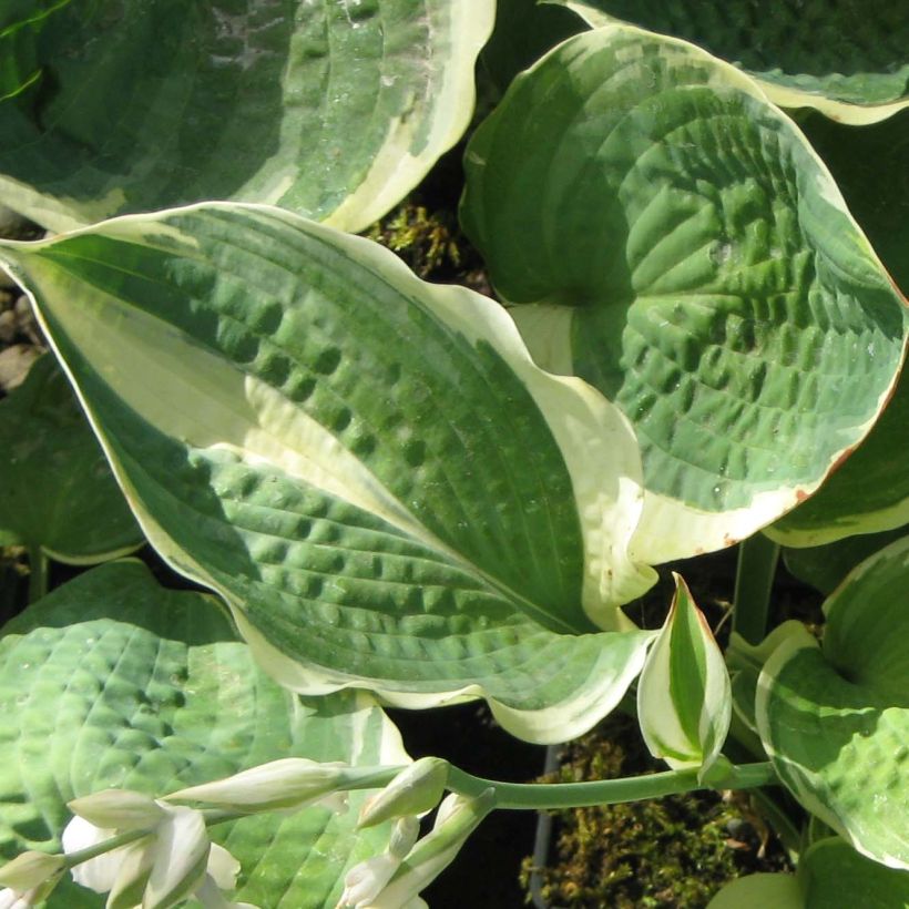 Hosta Pizzazz - Hartlelie (Blad)