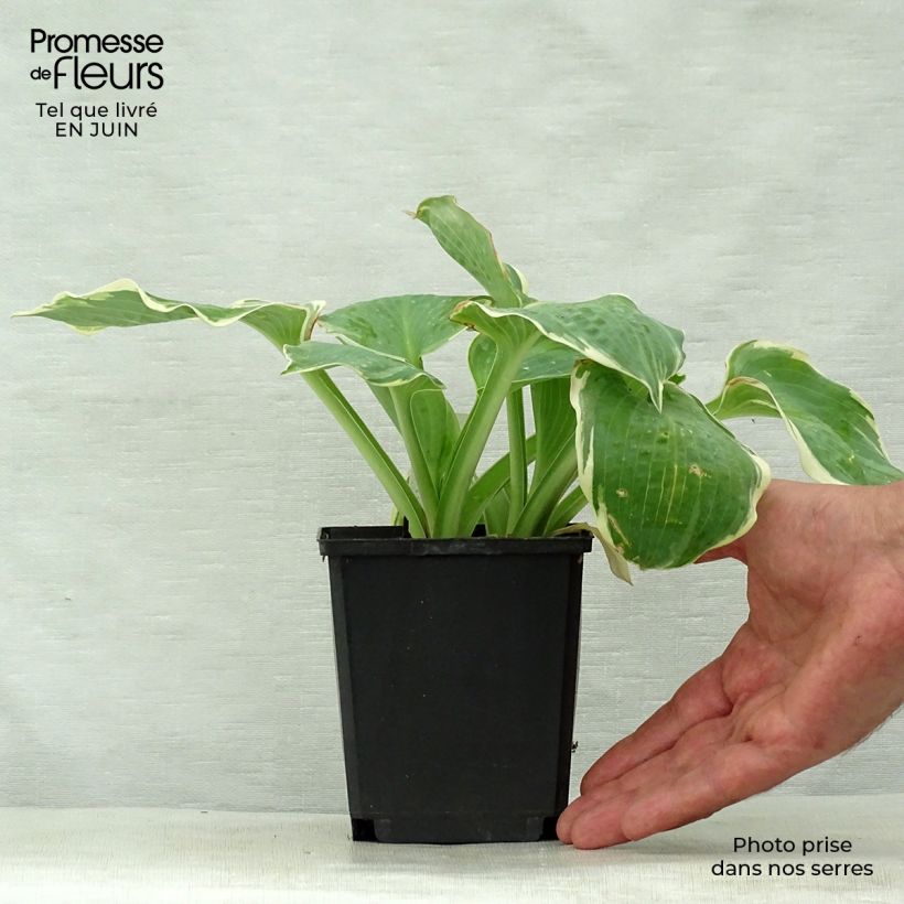 Exemplaar van Hosta Pizzazz - Hartlelie Kweekpotje van 8/9 cm zoals geleverd in de zomer