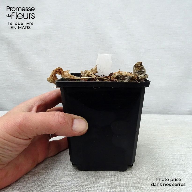 Exemplaar van Hosta Pizzazz - Hartlelie Kweekpotje van 8/9 cm zoals geleverd in de lente