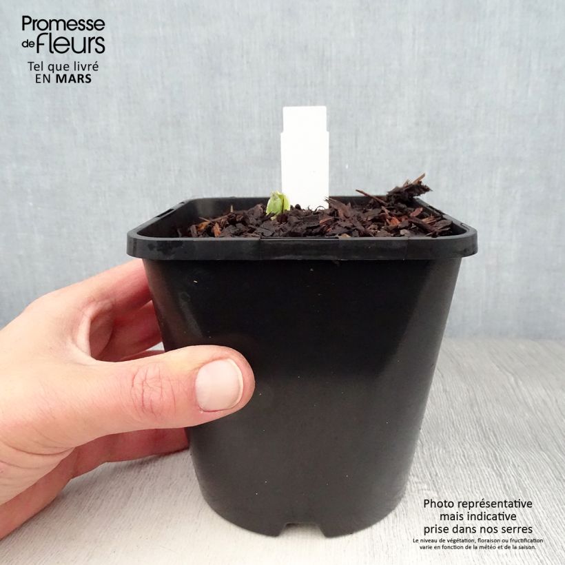 Example of Hosta Pocketfull of Sunshine - Hartlelie Pot van 1,5 l/2 l as you get in printemps