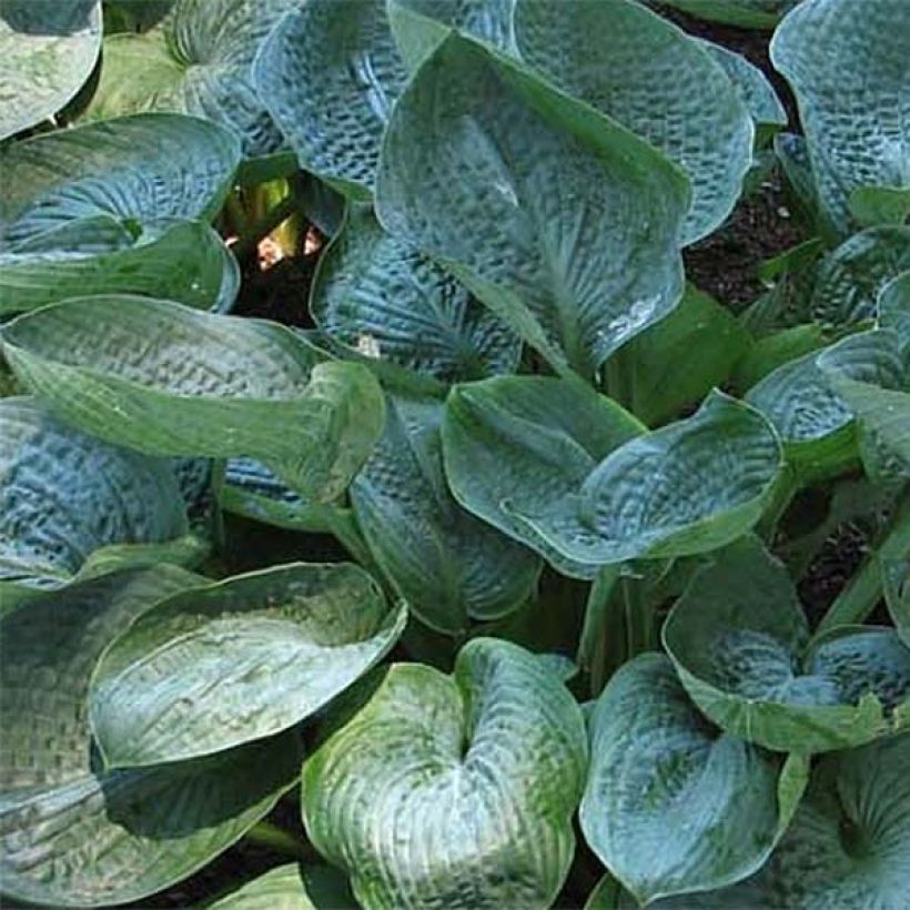 Hosta Prairie Sky - Hartlelie (Blad)