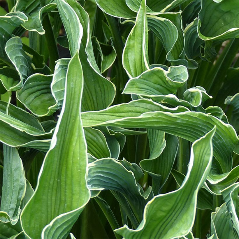 Hosta Praying Hands - Hartlelie (Blad)