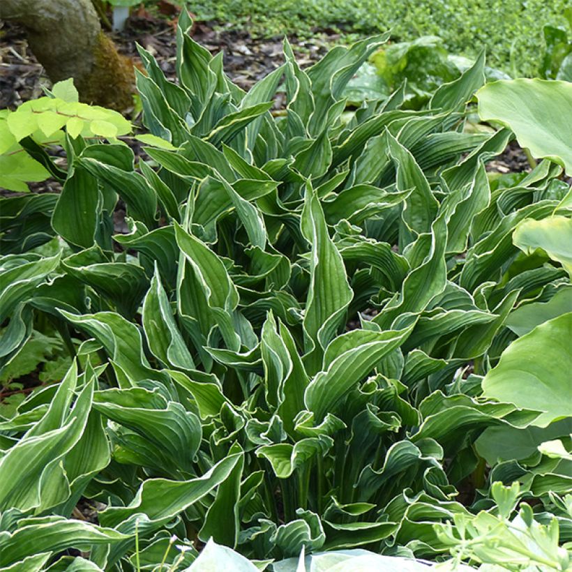 Hosta Praying Hands - Hartlelie (Groeiplaats)