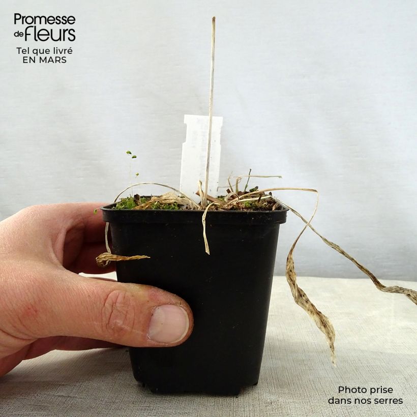 Exemplaar van Hosta Praying Hands - Hartlelie Kweekpotje van 8/9 cm zoals geleverd in de lente