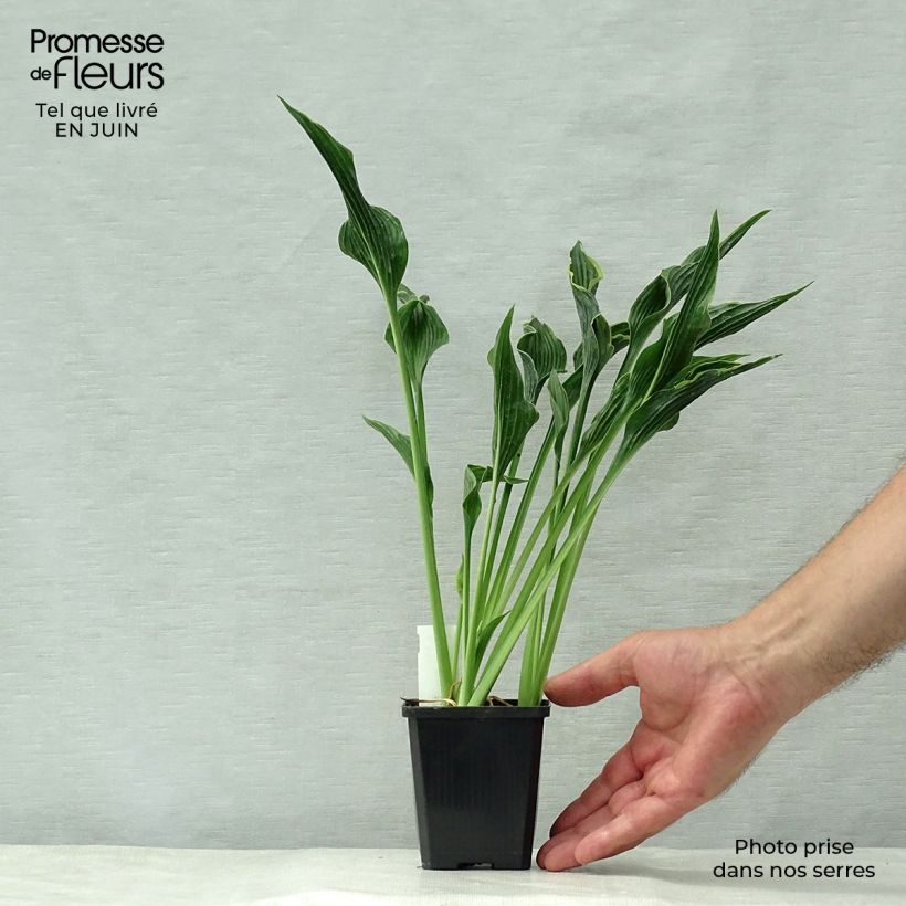 Exemplaar van Hosta Praying Hands - Hartlelie Kweekpotje van 8/9 cm zoals geleverd in de zomer