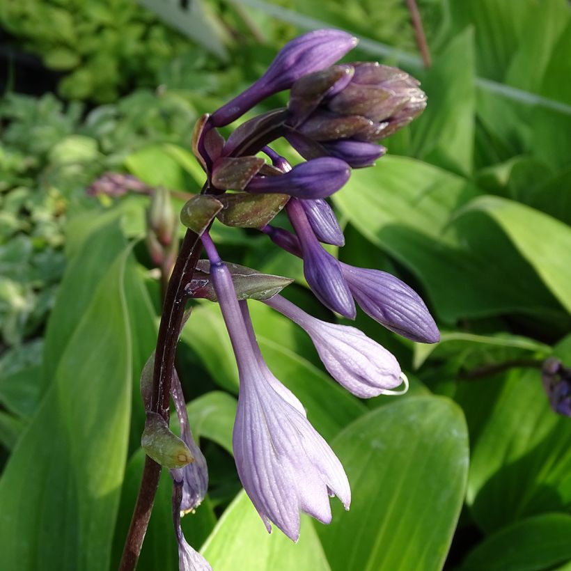 Hosta Purple Heart - Hartlelie (Bloei)
