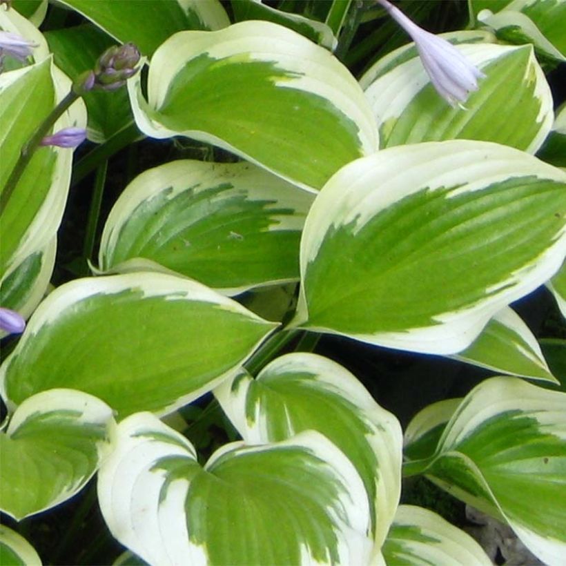 Hosta Queen Josephine - Hartlelie (Blad)