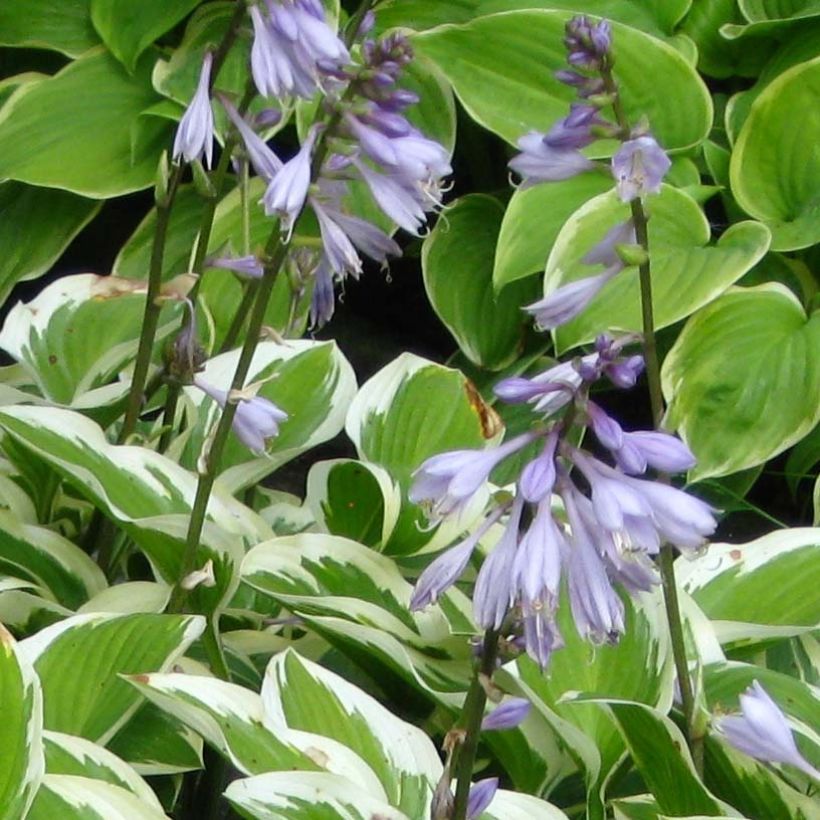 Hosta Queen Josephine - Hartlelie (Bloei)