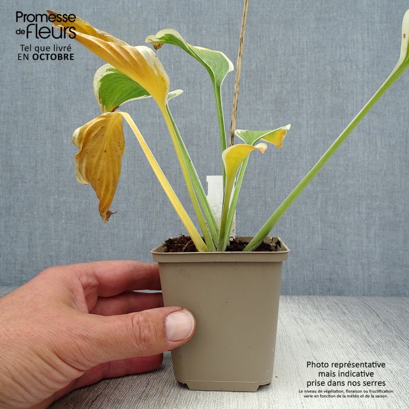 Exemplaar van Hosta Queen Josephine - Hartlelie Kweekpotje van 8/9 cm zoals geleverd in de herfst