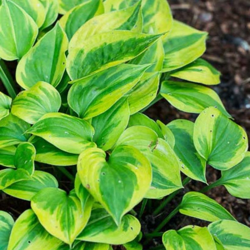 Hosta Radiant Edger - Hartlelie (Blad)