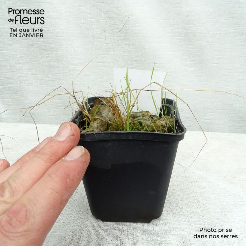 Exemplaar van Hosta Rainbows End - Hartlelie Kweekpotje van 8/9 cm zoals geleverd in de winter