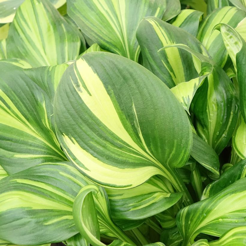 Hosta Rainbows End - Hartlelie (Blad)