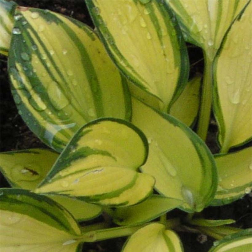 Hosta Remember Me - Hartlelie (Blad)