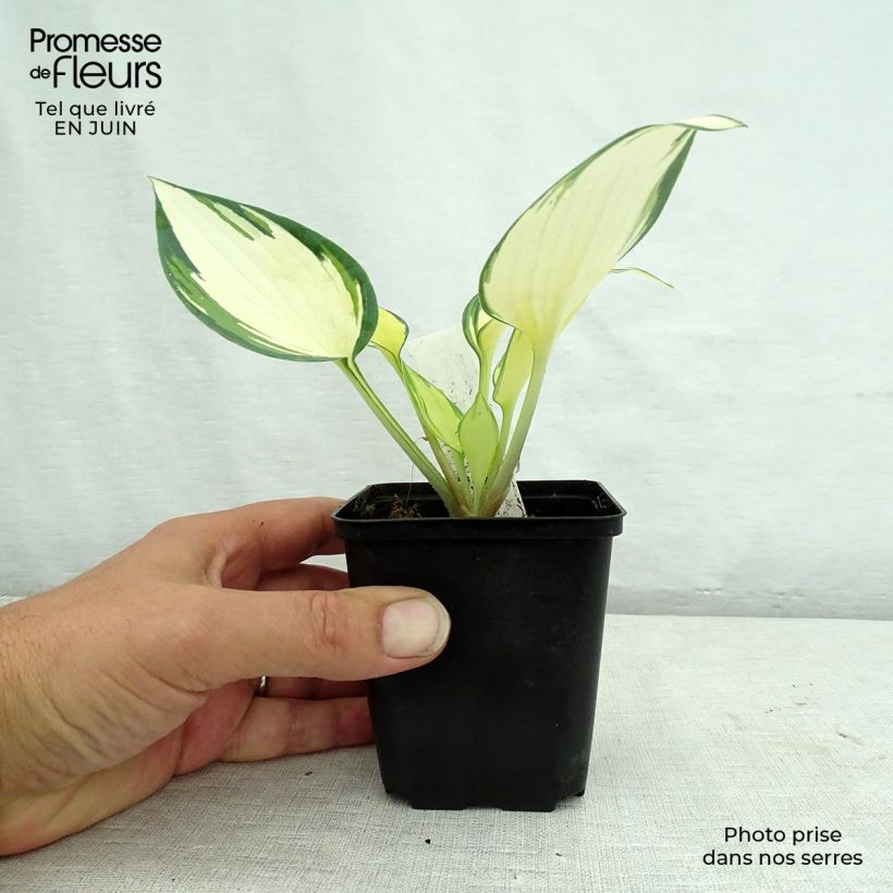 Exemplaar van Hosta Remember Me - Hartlelie Kweekpotje van 8/9 cm zoals geleverd in de zomer