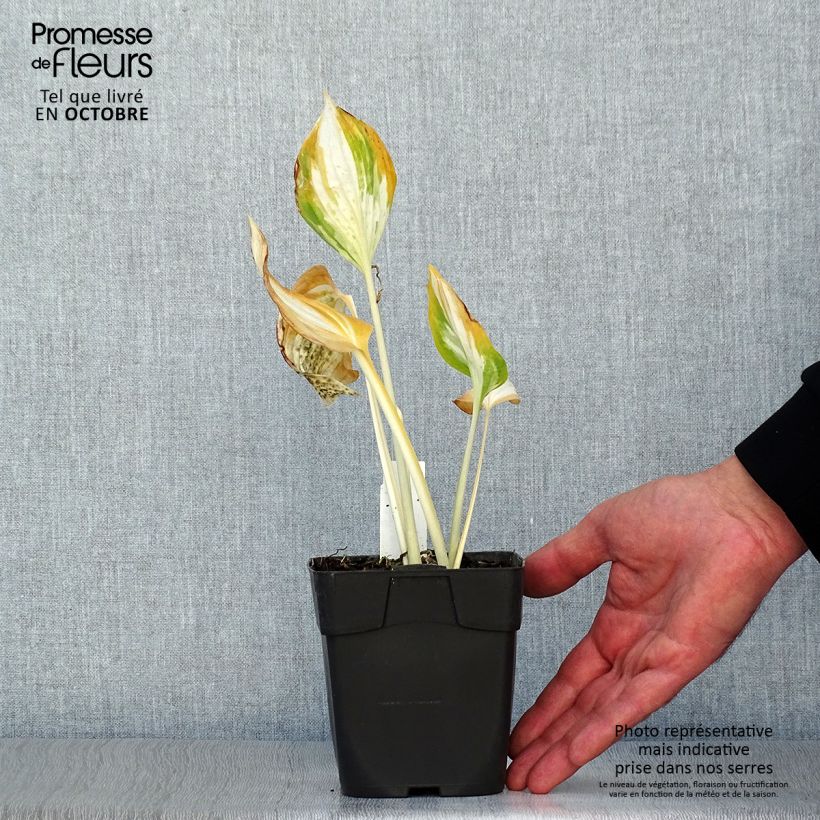 Exemplaar van Hosta Revolution - Hartlelie Kweekpotje van 8/9 cm zoals geleverd in de herfst