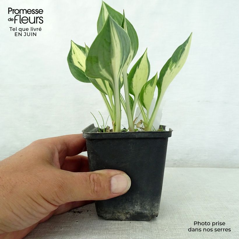 Exemplaar van Hosta Revolution - Hartlelie Kweekpotje van 8/9 cm zoals geleverd in de zomer