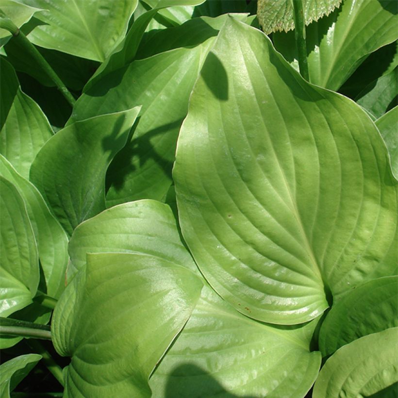 Hosta Royal Standard - Hartlelie (Blad)