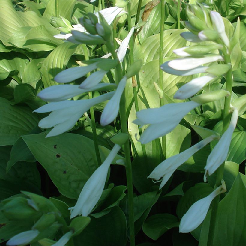 Hosta Royal Standard - Hartlelie (Bloei)