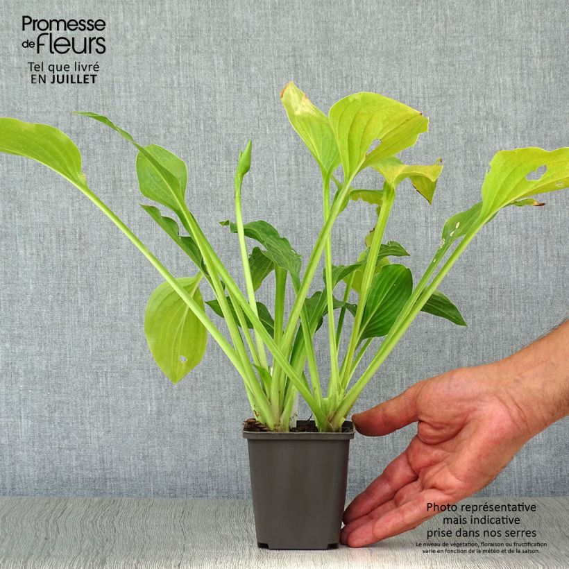 Exemplaar van Hosta Royal Standard - Hartlelie Kweekpotje van 8/9 cm zoals geleverd in de zomer