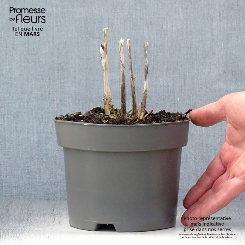 Exemplaar van Hosta Royal Standard - Hartlelie Pot van 2 l/3 l zoals geleverd in de lente