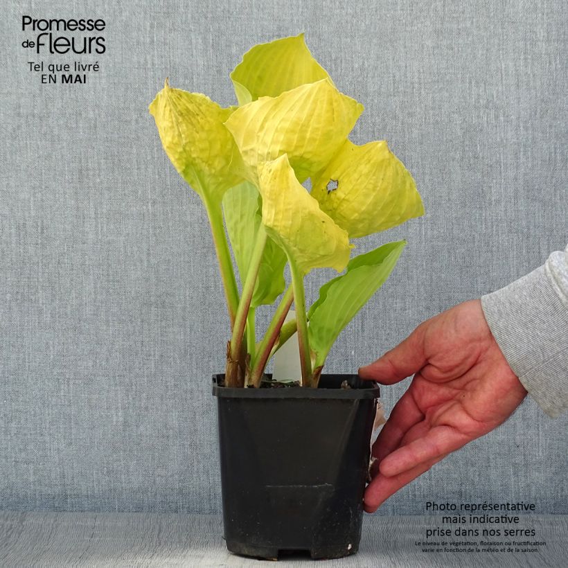 Exemplaar van Hosta Ruffed Up - Hartlelie Pot van 1,5 l/2 l zoals geleverd in de lente