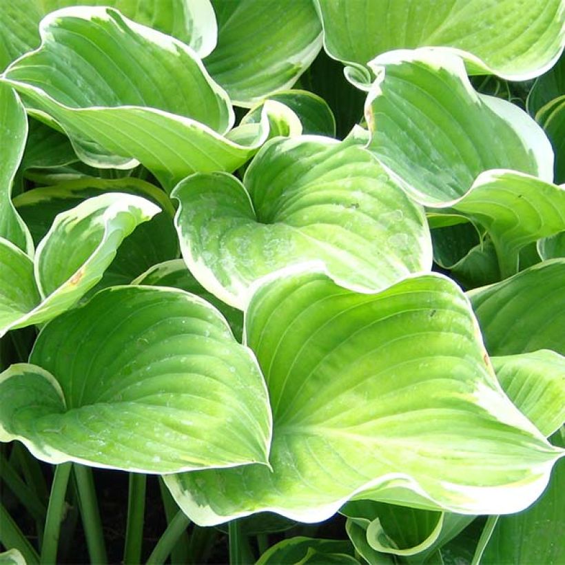 Hosta Sagae - Hartlelie (Blad)