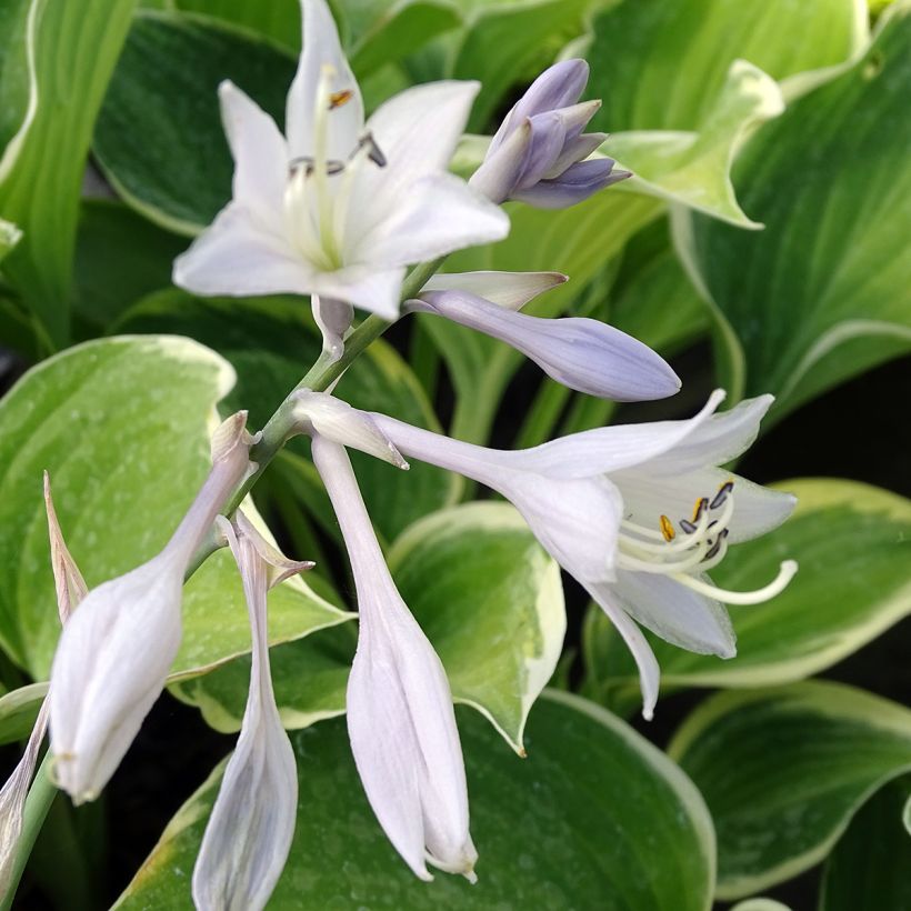 Hosta Sagae - Hartlelie (Bloei)