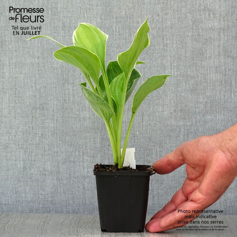 Exemplaar van Hosta Sagae - Hartlelie Kweekpotje van 8/9 cm zoals geleverd in de zomer
