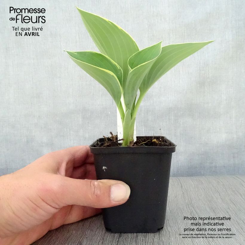 Exemplaar van Hosta Sagae - Hartlelie Kweekpotje van 8/9 cm zoals geleverd in de lente