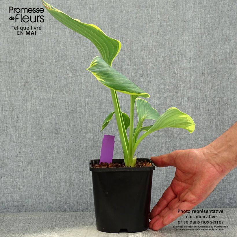Exemplaar van Hosta Sagae - Hartlelie Pot van 1,5 l/2 l zoals geleverd in de lente