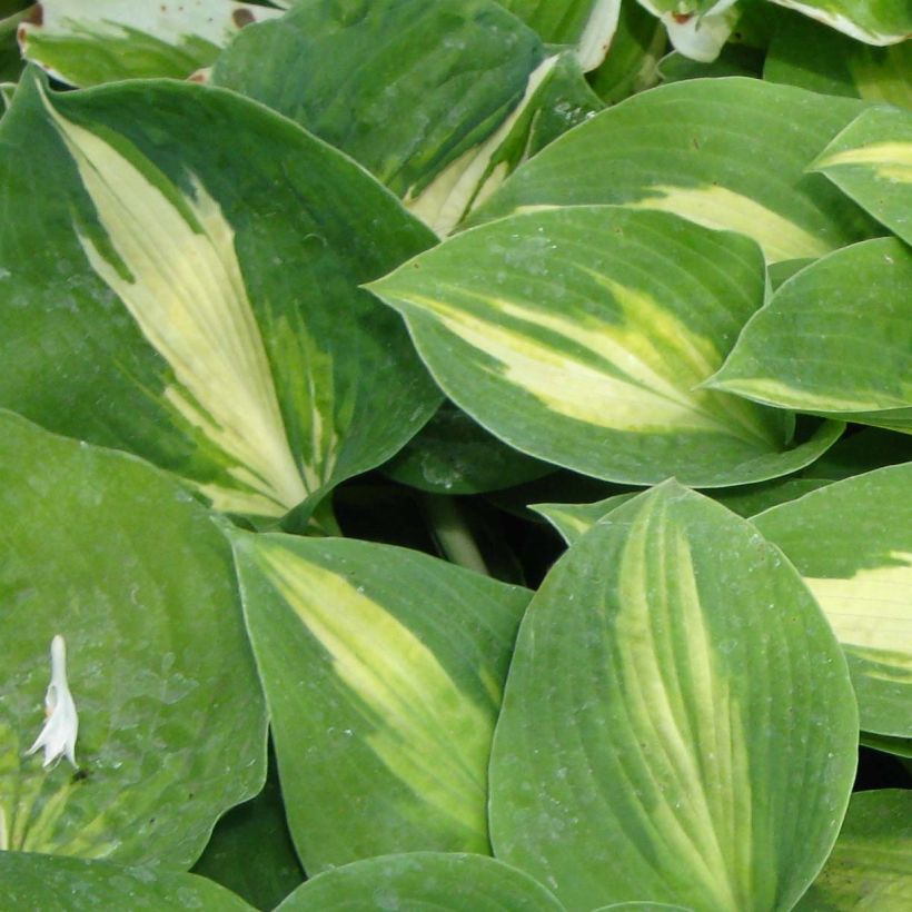 Hosta Saint Paul - Hartlelie (Blad)