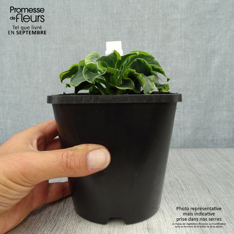 Exemplaar van Hosta School Mouse - Hartlelie Pot van 1,5 l/2 l zoals geleverd in de herfst