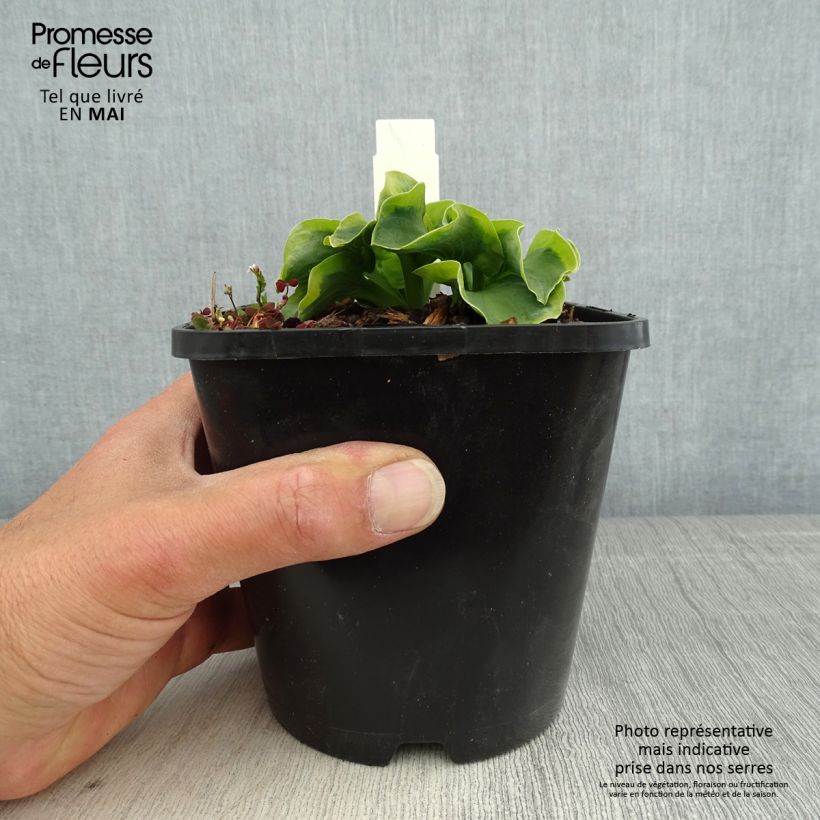 Exemplaar van Hosta School Mouse - Hartlelie Pot van 1,5 l/2 l zoals geleverd in de lente