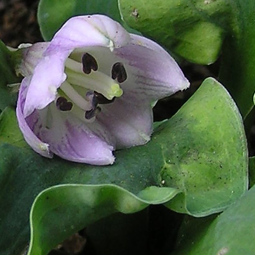 Hosta School Mouse - Hartlelie (Bloei)