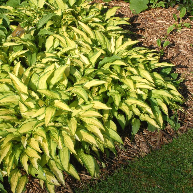 Hosta Sea Sprite - Hartlelie (Groeiplaats)
