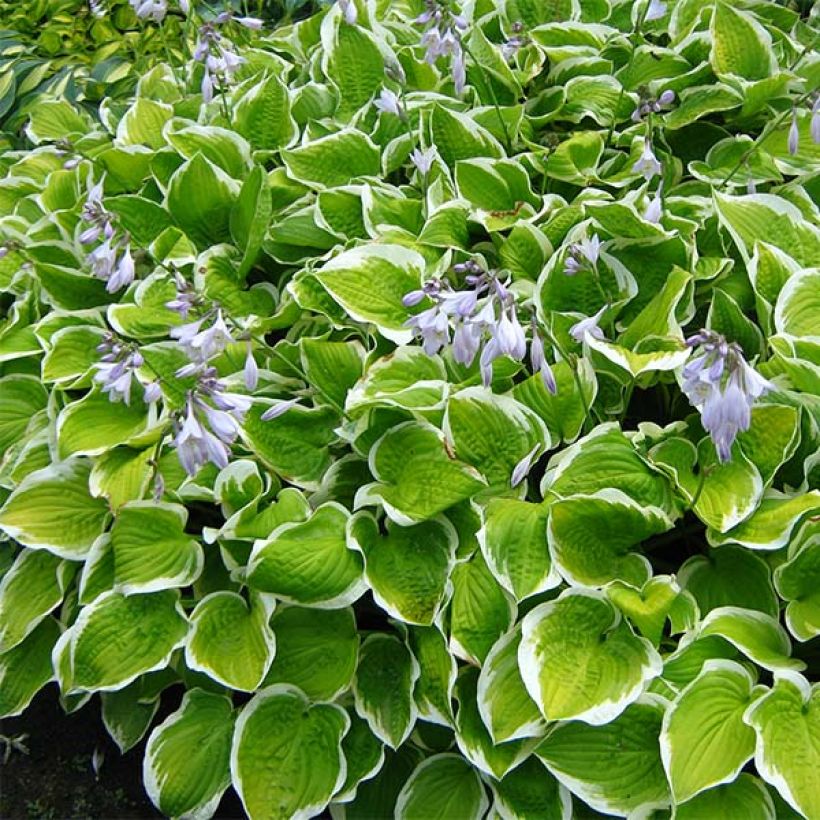 Hosta Shade Fanfare - Hartlelie (Groeiplaats)
