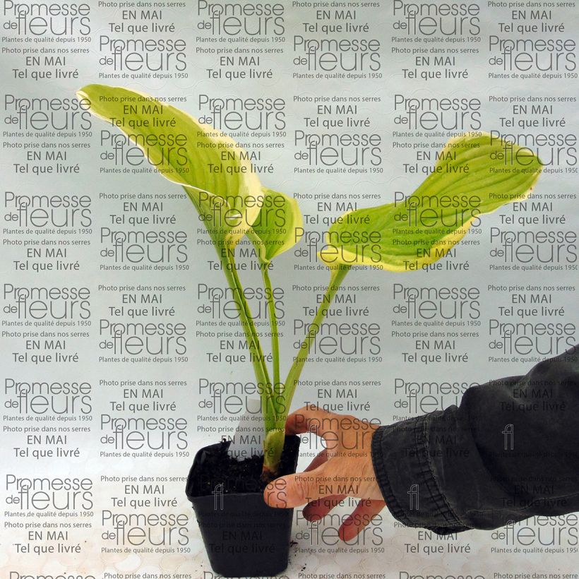 Voorbeeld van een exemplaar van Hosta Shade Fanfare - Hartlelie Kweekpotje van 8/9 cm zoals geleverd